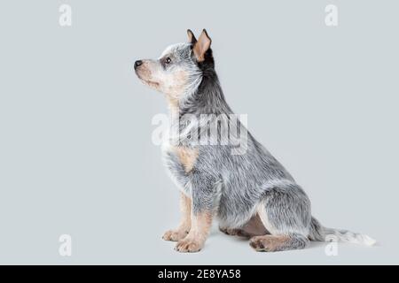 Carino cucciolo blu heeler seduto isolato su sfondo grigio. Ritratto di animali australiani Foto Stock