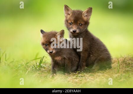 Adorabili fratelli cuccioli di volpe Foto Stock