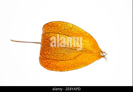 Macro closeup Physalis akekengi frochetii o lanterna cinese Foto Stock