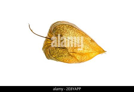 Macro closeup Physalis akekengi frochetii o lanterna cinese Foto Stock