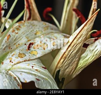 Petali di ninfee di ninfee bianche che si sbiadono sfondo scuro Foto Stock