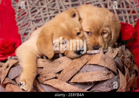 due cuccioli di labrador gialli sembrano carini sul bordo di un cestino. Decorazione di rose rosse Foto Stock