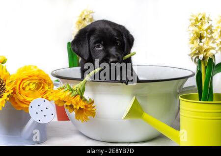 il cucciolo di labrador nero ha giocosamente un girasole in bocca. Il cucciolo si siede in una ciotola di metallo bianca vecchio stile. Decorazione con annaffiatura blu e gialla Foto Stock