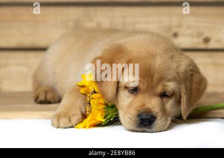 il cucciolo di labrador biondo giace sonnolento in una scatola di legno e tiene un girasole sotto la testa. copia spazio Foto Stock