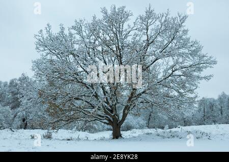 Paesaggio panoramico invernale con foresta innevata in Russia. L'albero di quercia innevato si erge di fronte alla foresta spolverata di neve. Foto Stock