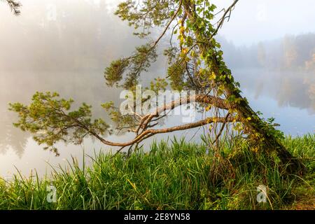 Autunno al lago Masuriano, Polonia Foto Stock