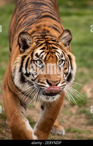 Testa sul colpo di una tigre del Bengala (Panthera tigris) con la sua lingua fuori, in cattività Foto Stock