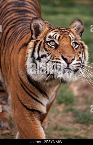 Ritratto di una tigre bengala (Panthera tigris tigris) in cattività Foto Stock