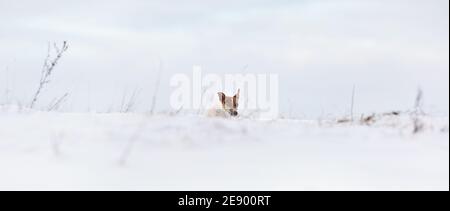 Piccolo Jack Russell terrier cane che corre su campo innevato in inverno, solo la sua testa visibile Foto Stock