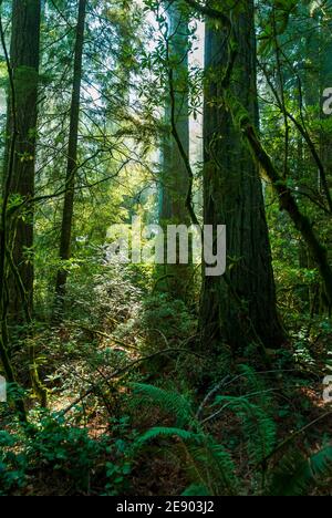 Sequoie giganti, sempervirens di Sequoia, nel parco statale di Humbolt Redwoods, California, Stati Uniti. Nebbia mattutina e raggi solari. Foto Stock