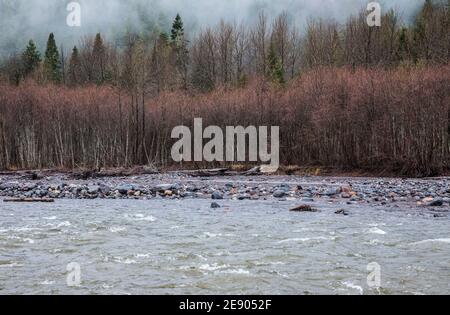 Evergreen Forest e Red Alders lungo il fiume Nisqually, ai margini del Mount Rainier National Park, Washington state, USA. Foto Stock