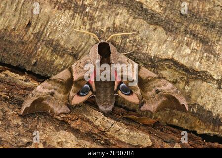 Primo piano di un colorato falco-falco oculare, Smerinthus ocellatus Foto Stock