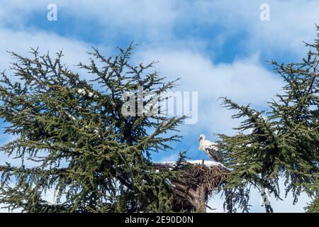 primo piano di una cicogna bianca su nido coperto di neve costruito sulla cima di un cedro in un giorno di sole dopo una nevicata Foto Stock