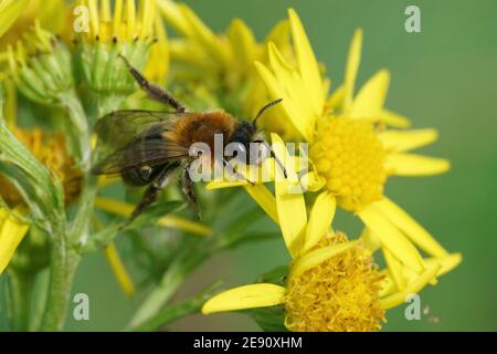 Un maschio della Gray-patched ape mineraria, Andrena nitida su ragwort comune Foto Stock