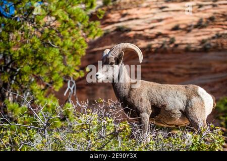 Grandi pecore cornute nel parco nazionale di Zion foresta e paesaggio di montagne. Foto Stock