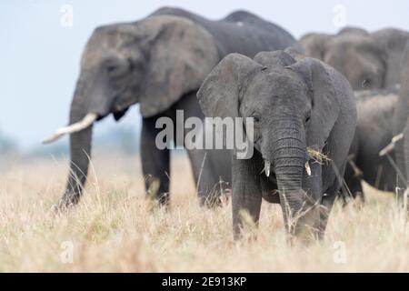 Un giovane elefante e la sua famiglia pascolano sull'africano pianure Foto Stock