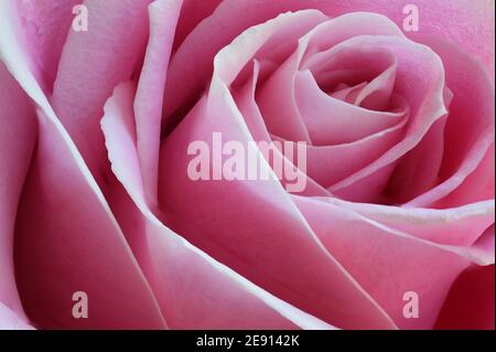 Rosa Rose Macro Closeup in una calda giornata estiva a. Un giardino botanico Foto Stock