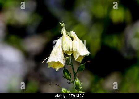 Fioritura del foxglove fiorito in estate, Digitalis grandiflora Foto Stock