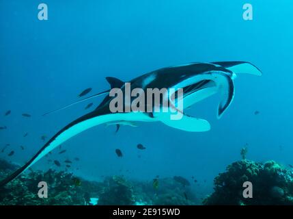 Manta ray, Raja Ampat, Papua Occidentale, Indonesia. Foto Stock