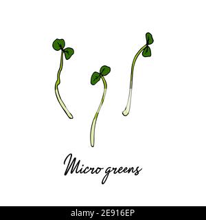 Micro green disegnati a mano. Illustrazione vettoriale in stile di schizzo colorato isolato su sfondo bianco Illustrazione Vettoriale