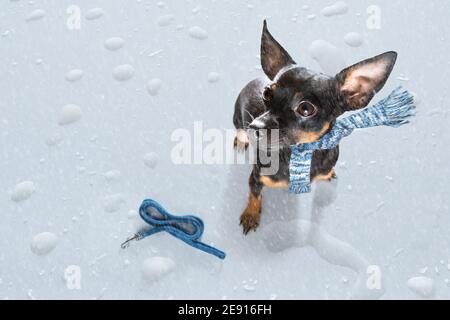 praga ratter cane in pioggia e neve cattivo tempo pronto per fare una passeggiata con guinzaglio e sciarpa Foto Stock