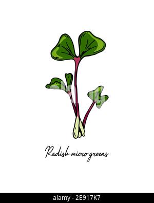 Micro green di rafano disegnati a mano. Illustrazione vettoriale in stile di schizzo colorato isolato su sfondo bianco Illustrazione Vettoriale