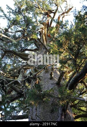 Big Spruce: L'abete più alto dell'Oregon. Foto Stock