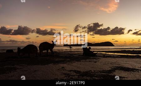 Kangaroo Beach Foto Stock