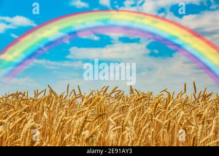 Vista del campo di grano con arcobaleno nel cielo in estate giorno Foto Stock