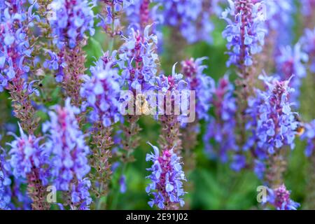 "Blauhügel, Blue Hill' Woodland salvia, Stäppsalvia (Salvia nemorosa ,) Foto Stock