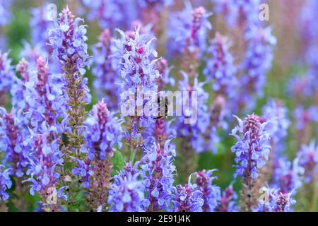 "Blauhügel, Blue Hill' Woodland salvia, Stäppsalvia (Salvia nemorosa ,) Foto Stock