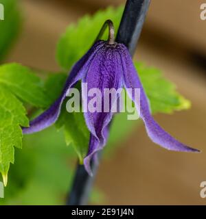 "Helsingborg' Clematis alpina, Alpklematis (Clematis alpina) Foto Stock