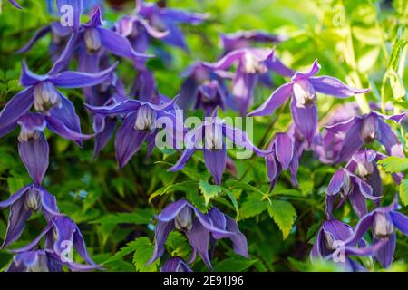 "Helsingborg' Clematis alpina, Alpklematis (Clematis alpina) Foto Stock