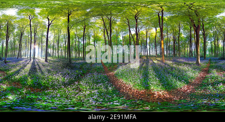 Visualizzazione panoramica a 360 gradi di Bluebells all'alba sotto alberi di faggio in Micheldever Woods, Winchester, Hampshire, United Kindgdom