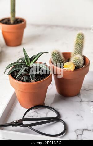 Vassoio con succulente, cactus e forbici sul tavolo Foto Stock