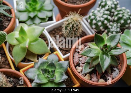 Diversi succulenti e cactus in pentole, closeup Foto Stock