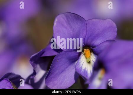 Il piede dell'uccello Violet, il fiore selvatico di viola pedata lungo un sentiero nel Wisconsin. Foto Stock