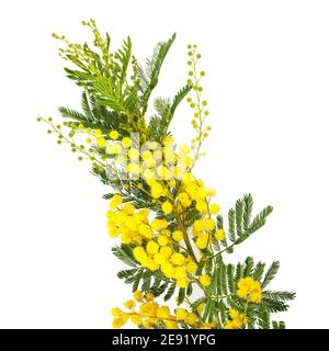 Ramo della macchia mimosa in fiore su sfondo bianco. Festa Internazionale della Donna Foto Stock