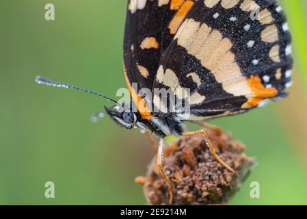 Una farfalla fiancheggiata Patch appollaiata su una testa di fiore e coperta di rugiada al National Butterfly Center. Foto Stock