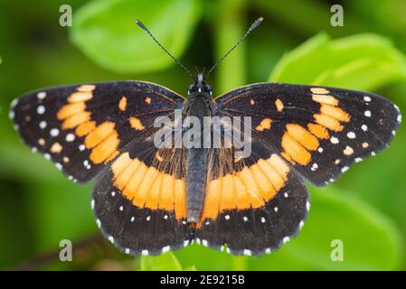 Una farfalla fiancheggiata Patch appollaiata su una foglia al National Butterfly Center. Foto Stock