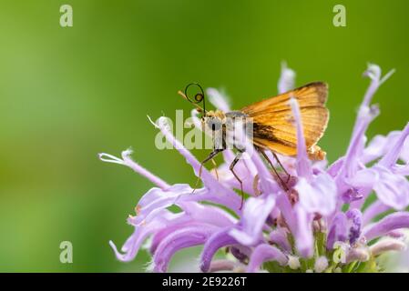 Un delaware Skipper da mangiare da un selvaggio Bergemot fiore selvatico. Foto Stock