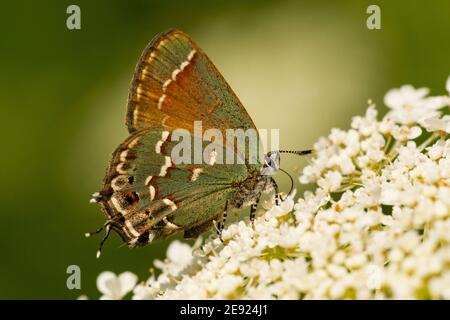 Una farfalla Juniper Hairstreak che si nutrisce di fiori in estate. Foto Stock