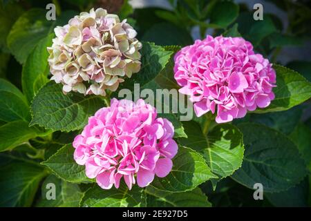 Fiori colorati di idrangea sui rami, hortensia primo piano foto Foto Stock