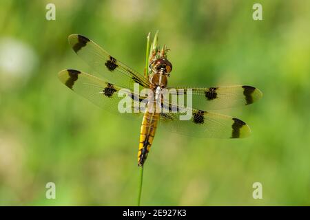 Painted Skimmer Dragonfly appollaiato su un po 'di erba in una prateria. Foto Stock