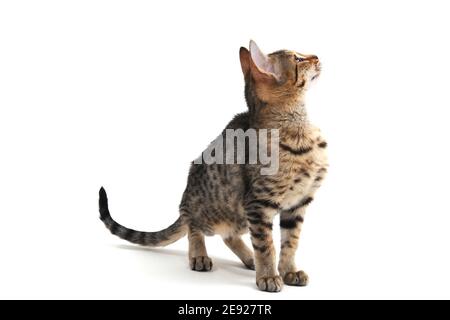 Gatto con capelli lisci purebred su sfondo bianco Foto Stock