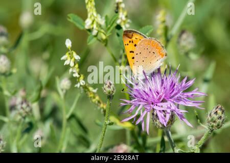 Rame purplish che si nuce da un fiore selvatico in un prato. Foto Stock