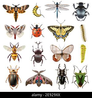 Insetti icone realistiche insieme con farfalla e Beetles vettore isolato illustrazione Illustrazione Vettoriale