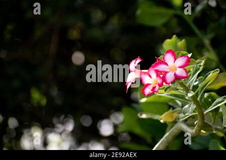 Un paio di belle rose bianche e rosa del deserto o fiori di adenium obesum. I due fiori sono su uno sfondo di natura scuro e sfocato. Foto Stock