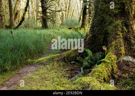 Percorso circolare del fiume Sams che corre tronco rotondo dell'albero dell'abete di Sitak in foresta temperata di vecchia crescita, foresta pluviale di Queets, Parco Nazionale Olimpico, Jefferson Cou Foto Stock