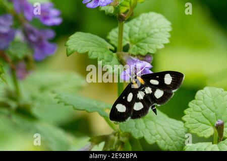 La Sable Moth, macchiata di bianco, si nuda al nettare di un fiore selvatico. Foto Stock